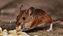 24 Hour & Emergency Exterminators in Haydenville, MA